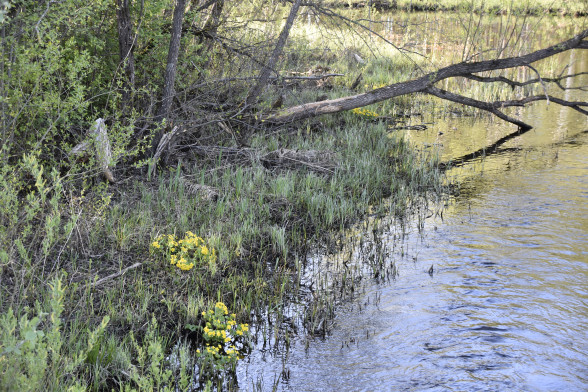 Marsh Marigold /Caltha palustris/