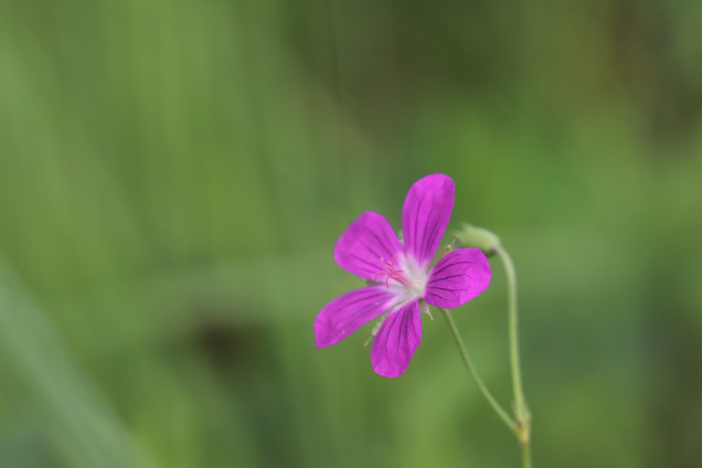 Purva gandrene /Geranium palustre/