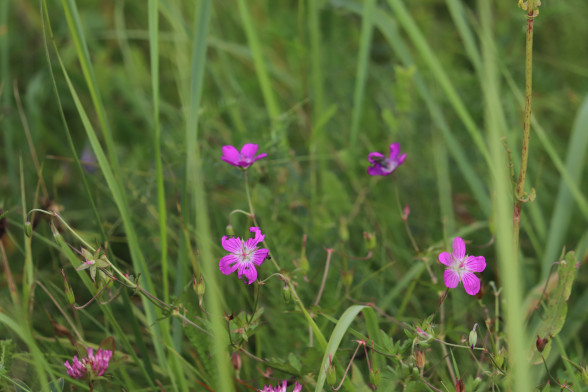 Marsh Cranesbill /Geranium palustre/