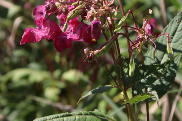 Himalayan Balsam /Impátiens glandulífera/