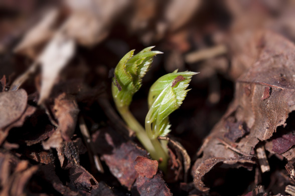Ground Elder /Aegopodium podagraria/