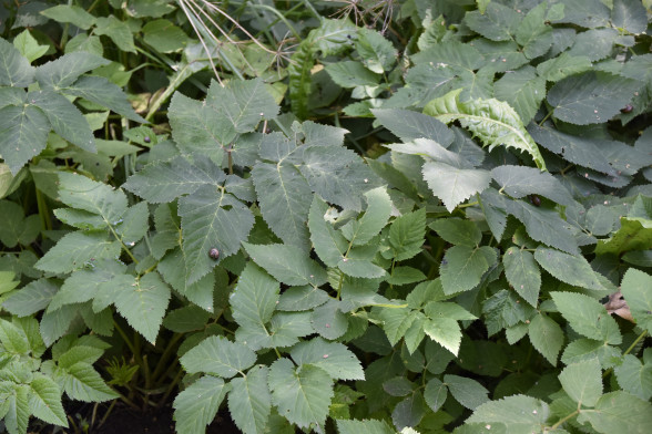 Ground Elder /Aegopodium podagraria/