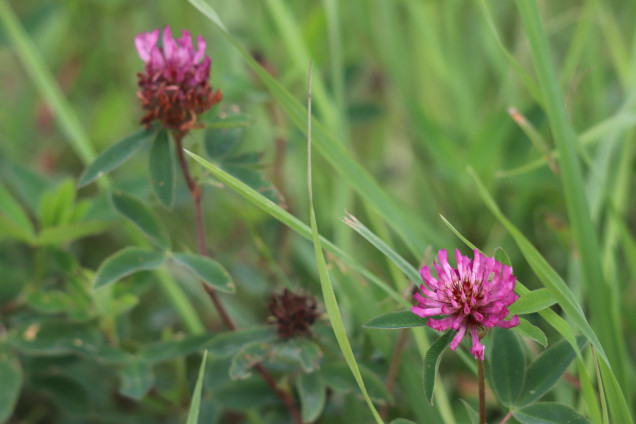 Pļavas āboliņš /Trifolium pratense/