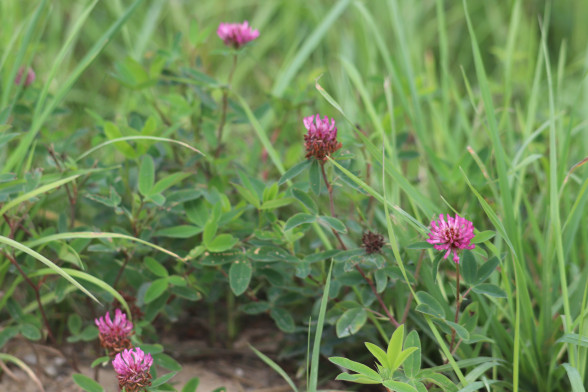 Red Clover /Trifolium pratense/