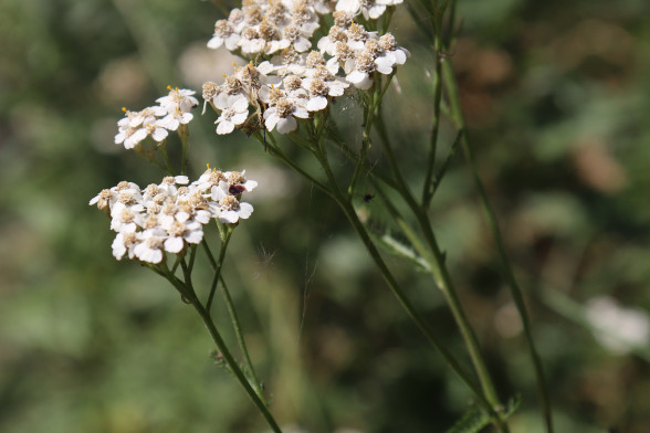 Common Yarrow /Achillea millefolium/