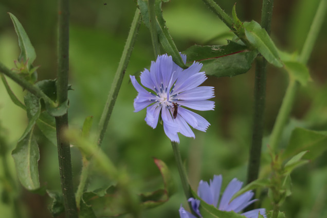 Parastais cigoriņš /Cichorium intybus/