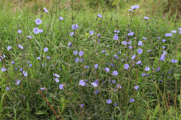 Common Chicory /Cichorium intybus/