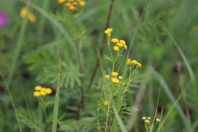 Parastais biškrēsliņš /Tanacetum vulgare/