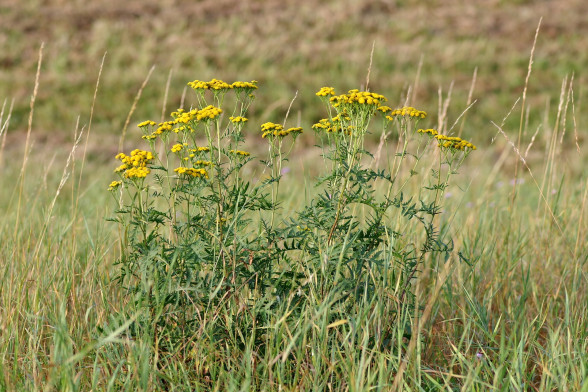 Tansy /Tanacetum vulgare/