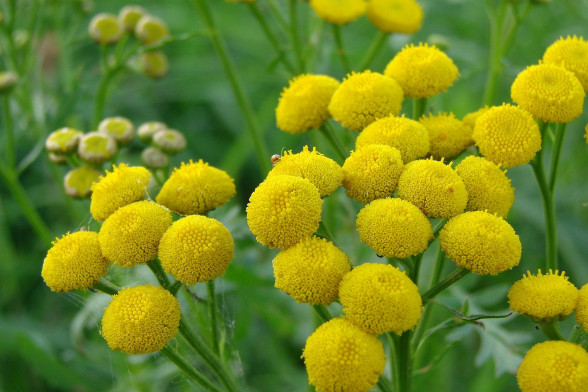 Tansy /Tanacetum vulgare/