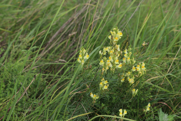 Common Toadflax /Linaria vulgaris/