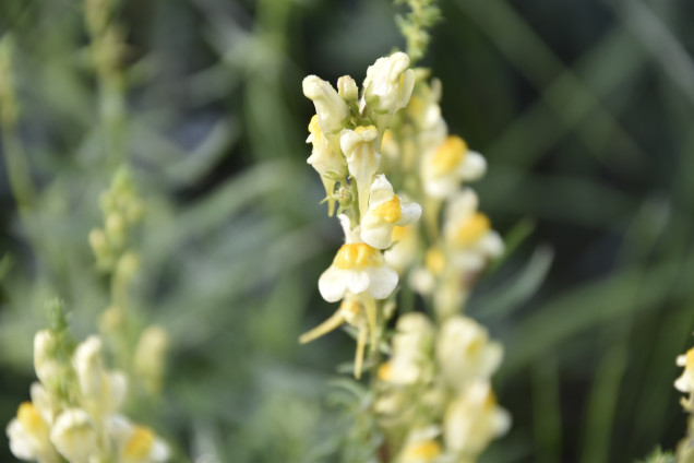 Parastā vīrcele /Linaria vulgaris/