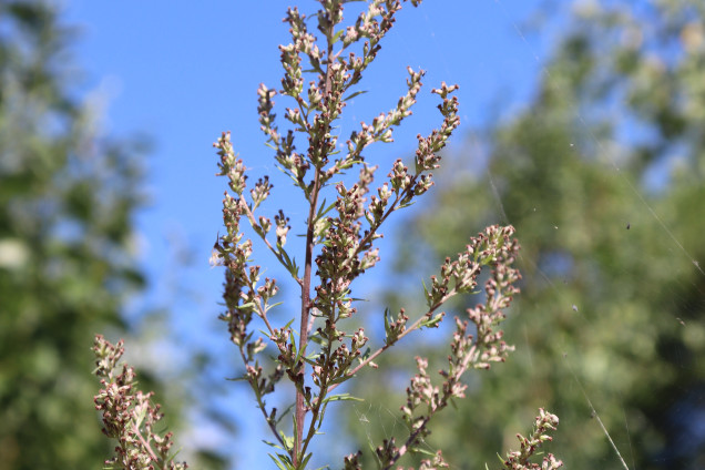 Parastā vībotne /Artemisia vulgaris/