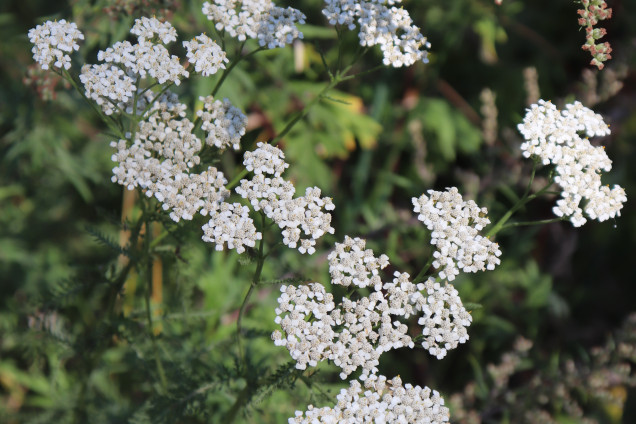 Parastais pelašķis /Achillea millefolium/