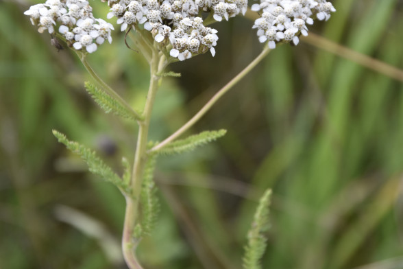 Common Yarrow /Achillea millefolium/