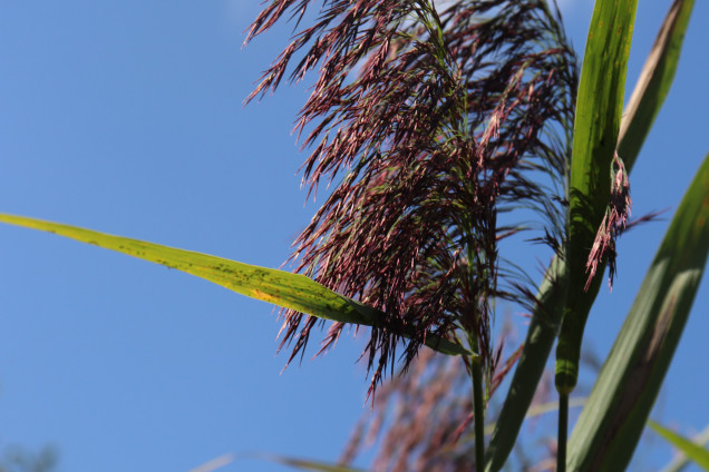 Parastā niedre /Phragmites australis/