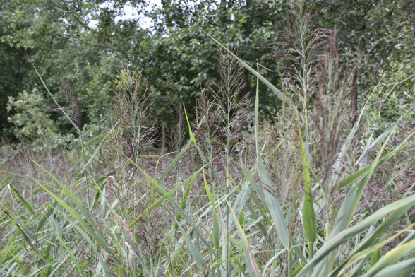 Common Reed /Phragmites australis/