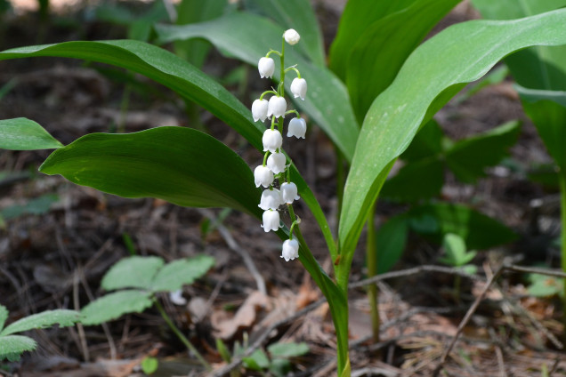 Parastā kreimene /Convallaria majalis/