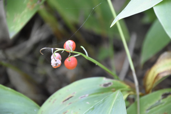 Lily of the Valley /Convallaria majalis/