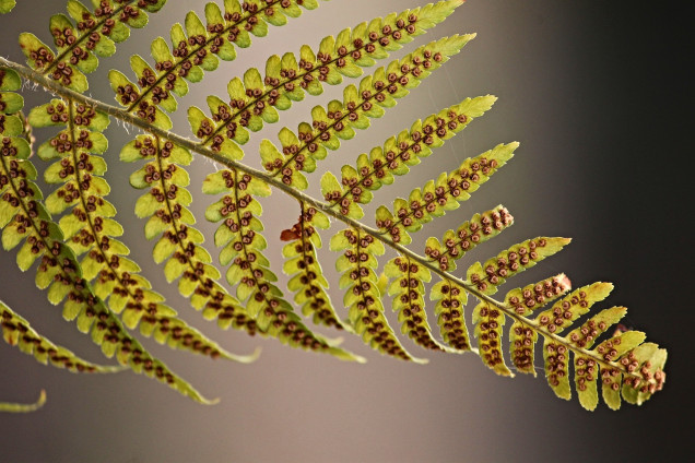 Paparžaugi /Pteridophyta/