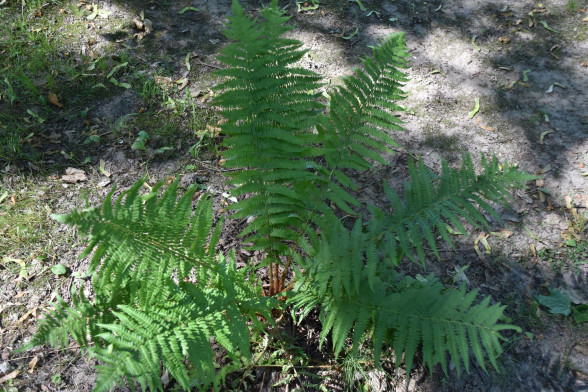 Ferns /Pteridophyta/