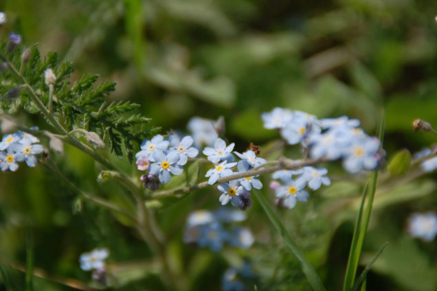 Neaizmirstules /Myosotis/