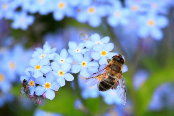 Forget-Me-Not /Myosotis/