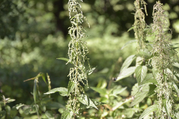 Common Nettle /Urtica dioica/