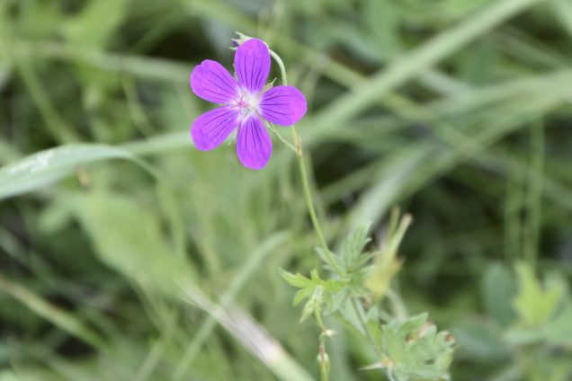 Meža gandrene /Geranium sylvaticum/