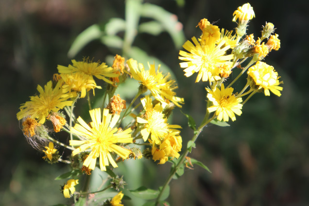 Mauragas /Hieracium/