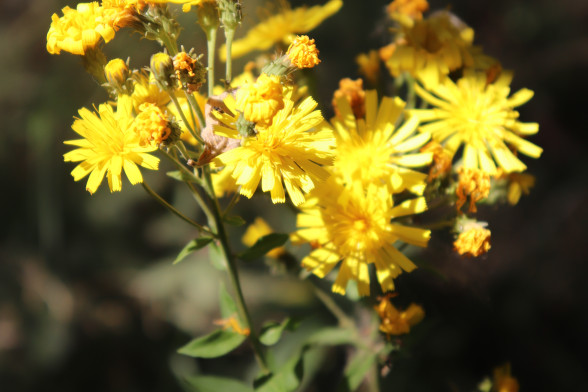Hawkweeds /Hieracium/