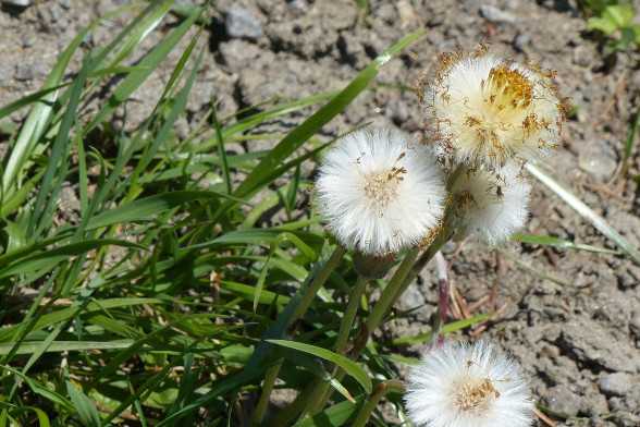 Coltsfoot /Tussilago farfara/