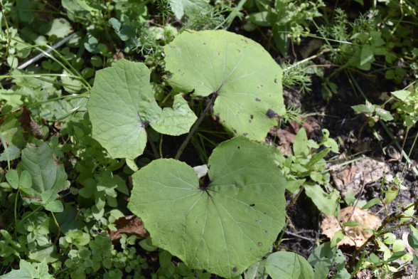 Coltsfoot /Tussilago farfara/