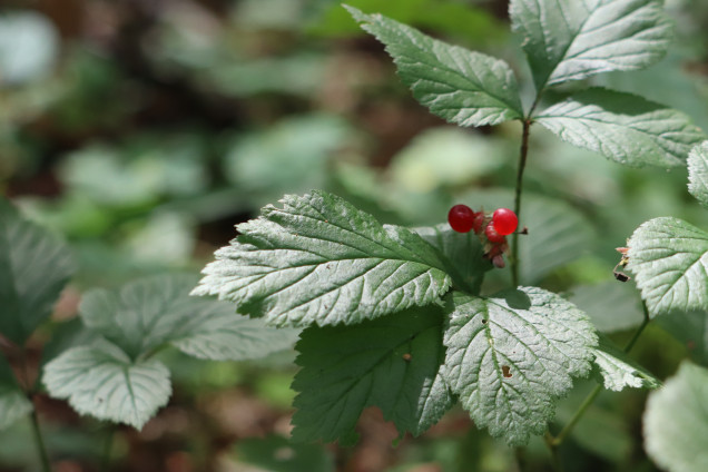 Klinšu kaulene /Rubus saxatilis/