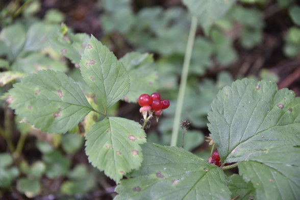Stone Bramble /Rubus saxatilis/