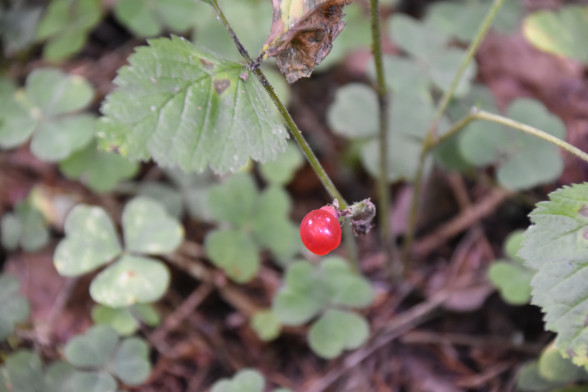 Stone Bramble /Rubus saxatilis/