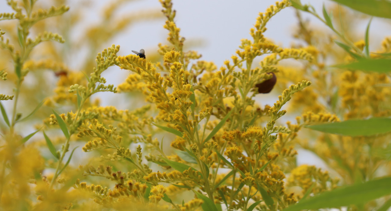 Kanādas zeltgalvīte /Solidago canadensis/