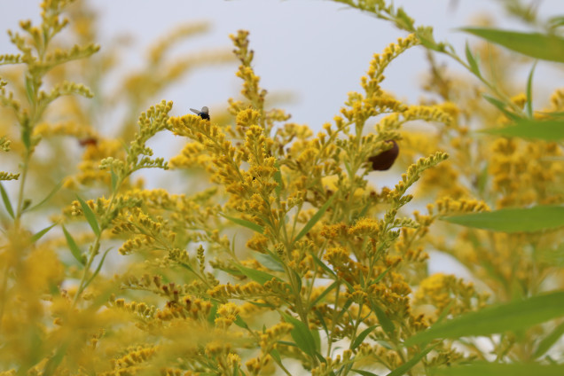 Kanādas zeltgalvīte /Solidago canadensis/