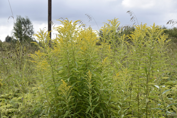 Kanādas zeltgalvīte /Solidago canadensis/