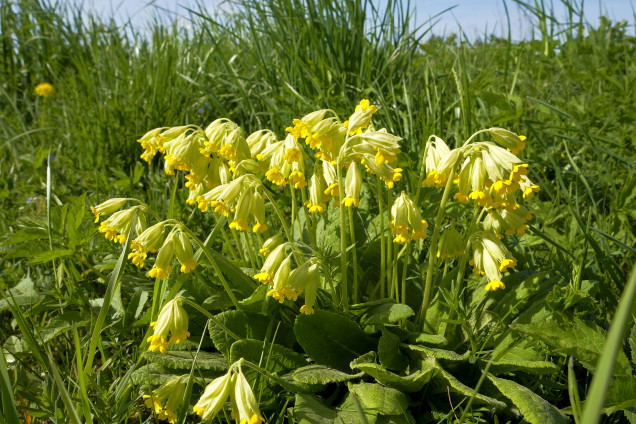 Gaiļbiksīte /Primula veris/