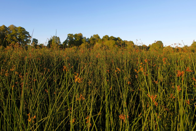 Ezera meldrs /Scirpus lacustris/