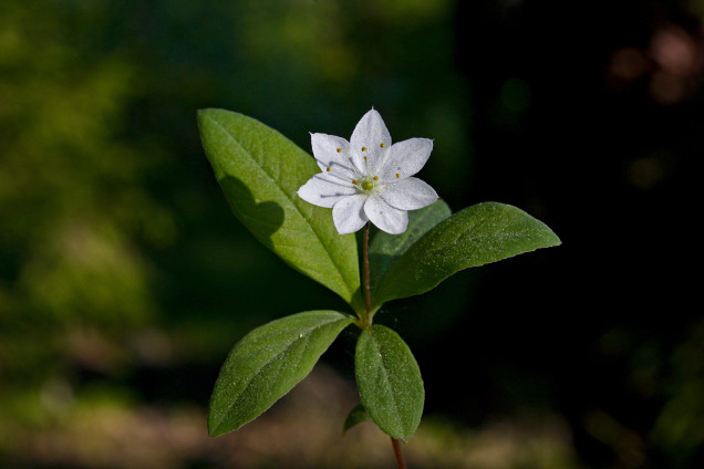 Eiropas septiņstarīte /Trientalis europaea/