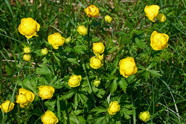 Eiropas saulpurene /Trollius europaeus/