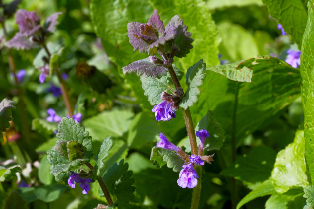 Efeju sētložņa /Glechoma hederacea/