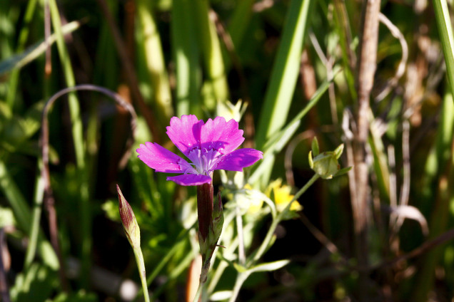 Dzirkstelīte /Dianthus deltoides/