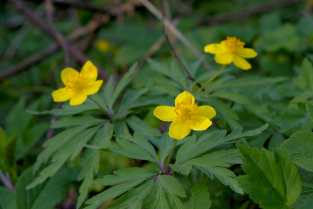 Dzeltenais vizbulis /Anemone ranunculoides/