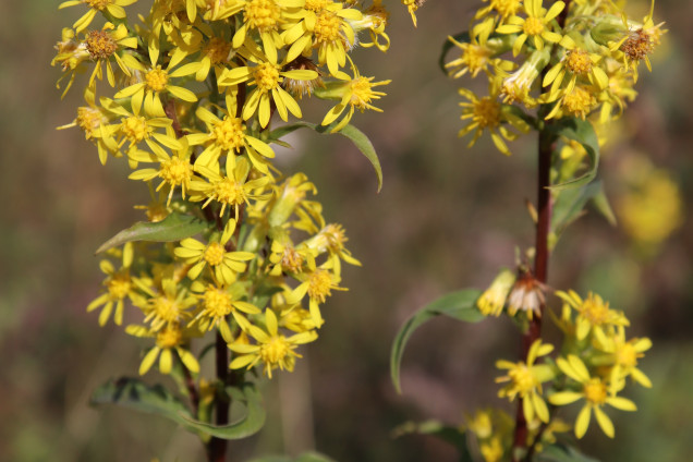 Dzeltenā zeltgalvīte /Solidago virgaurea/