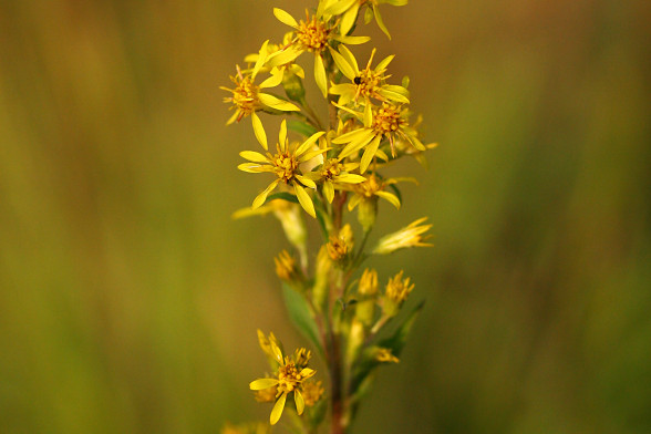 Goldenrod /Solidago virgaurea/