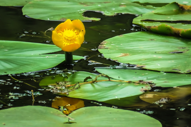 Dzeltenā lēpe /Nuphar lutea/