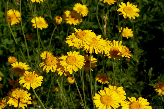 Dzeltenā ilzīte /Anthemis tinctoria/